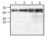 All lanes : Anti-Brk antibody (ab71515) at 0.5 µg/mlLane 1 : Jurkat cell lysateLane 2 : Jurkat cell lysateLane 3 : 3T3 cell lysateLane 4 : Rat kidney cell lysate