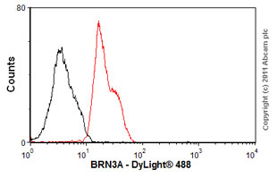 Overlay histogram showing SH-SY5Y cells stained with ab81213 (red line). The cells were fixed with 80% methanol (5 min) and then permeabilized with 0.1% PBS-Tween for 20 min. The cells were then incubated in 1x PBS / 10% normal goat serum / 0.3M glycine to block non-specific protein-protein interactions followed by the antibody (ab81213, 1/50 dilution) for 30 min at 22ºC. The secondary antibody used was DyLight® 488 goat anti-rabbit IgG (H+L) (ab96899) at 1/500 dilution for 30 min at 22ºC. Isotype control antibody (black line) was rabbit IgG (monclonal) (1µg/1x106 cells) used under the same conditions. Acquisition of >5,000 events was performed.