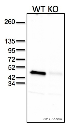 All lanes : Anti-BSCL2 antibody (ab106793) at 1/1000 dilutionLane 1 : Wild type mouse white adipose tissue lysate (whole)Lane 2 : Knockout mouse white adipose tissue lysate (whole)Lysates/proteins at 50 µg per lane.SecondaryHRP-conjugated goat anti-rabbit IgG polyclonaldeveloped using the ECL techniquePerformed under reducing conditions.