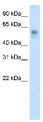 Anti-BTBD3 antibody (ab50833) at 2.5 µg/ml + Placenta lysate at 10 µgSecondaryHRP conjugated anti-Rabbit IgG (1:100,000)