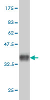 Western blot against tagged recombinant protein immunogen using ab57955 BTBD9 antibody at 1ug/ml.