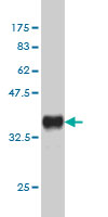 Western blot against tagged recombinant protein immunogen using ab58219 BTG2 antibody at 1ug/ml. 