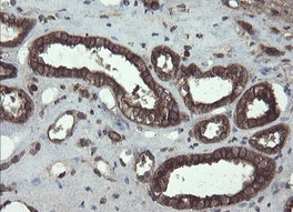 Immunohistochemical analysis of paraffin embedded Human kidney tissue labelling ACBD3 with ab131592 at 1/150 dilution.