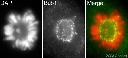 ab54893 (1/400) staining Bub1 in Assynchronous Hela cells (green). Cells were fixed in methanol and counterstained with DAPI (red). Please refer to Abreview for further experimental details.See Abreview
