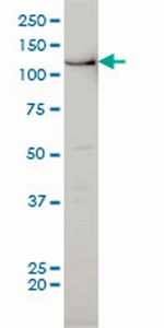 Anti-Bub1 antibody (ab54893) at 2.5 µg/ml + HeLa nuclear Lysate(20µg)