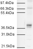 Anti-Bub3 antibody (ab4180) at 1/500 dilution + HeLa Nuclear Extract at 20 µgSecondaryGoat Anti-Rabbit IgG H&L (HRP) (ab6721) at 1/2000 dilution