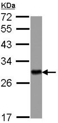 Anti-14-3-3 eta antibody (ab126236) at 1/10000 dilution + IMR32 whole cell lysate at 30 µg