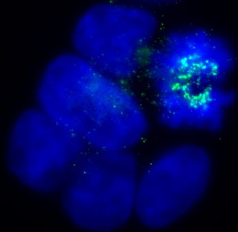 Immunofluorescent imaging of an asynchronous cycling population of human cells (U2OS) with ab4637 strikingly confirms the specificity of this antibody.  No signal is detected from interphase cells, whereas cells undergoing mitosis accumulate BubR1 at the kinetochores.  Image reveals kinetochores at prometaphase, and exactly agrees with numerous published images of BubR1 (see for example Johnson et al J Cell Sci. 117(Pt 8):1577-89 (2004). IF was performed with a standard paraformaldehyde technique (fixed in PBS buffered PFH 4% for 5 minutes, permeabilised with 0.5% triton-PBS for 5 minutes, blocked with 5% milk / 0.2% tween for one hour.  Primaryantibody used at 1/100 in 5% milk / 0.2% TWEEN for one hour, secondary antibody for 30 minutes.  All blocking and incubation steps carried out at 37 degrees C.