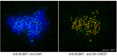 HeLa cells were stained with anti-BubR1 (ab4637) in green and DAPI in blue in panel one and anti-BubR1 (green) and SH-CREST (red) to stain the centromeres in panel 2. Fix cells for 30 minutes on ice in 4% formaldehyde in PEM. Quench autofluorescence 2 x 5 min. with 1 mg/ml Na borohydride OR 100 mM ammonium chloride in PEM. Permeablize 30 min. with 0.5% TX-100 in PEM. Block 30 minutes in 5% milk in TBST. Primary antibody was incubated 1/200 overnight at 4oC diluted in 5% milk in TBST. Secondary antibody was incubated for 1 hour at RT diluted in 5% milk in TBST. Post-fix 20 min. on ice in 4% formaldehyde in PEM. Quench autofluorescence 2 x 5 min. with ammonium chloride in PEM. Counterstain with DAPI in TBST. Mount with ProLong Gold antifade reagent from Invitrogen. Notes: Ample washing between each step. TBST = Tris buffered saline + 0.1% Tween. PEM = 80 mM K-PIPES, pH 6.8, 5 mM EGTA, 2 mM MgCl2.