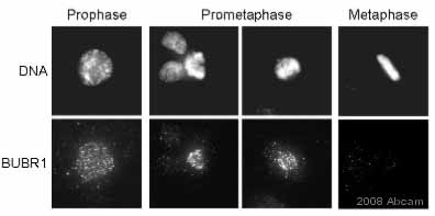 ab4637 staining HeLa cells by ICC/IF.  Cells were PFA fixed and permeabilzed in 0.5% CHAPS prior to blocking with 20% serum for 1 hour at 23°C.  The primary antibody was diluted 1/100 in 5% Goat Serum/Mops Buffered Saline and incubated with the sample for 1 hour at 23°C.  A FITC conjugated goat anti-mouse was used as the secondary.  In this application, ab4637 demonstrates that BUBR1 is localized to the kinetochores of mitotic chromosomes in prophase and prometaphase, but not in other mitotic phases.See Abreview
