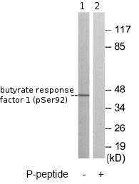All lanes : Anti-butyrate response factor 1 (phospho S92) antibody (ab79191) at 1/500 dilutionLane 1 : RAW264.7 cells Lane 2 : RAW264.7 cells with immunizing phospho peptide Lysates/proteins at 30 µg per lane.