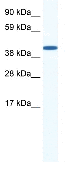Anti-butyrate response factor 1 antibody (ab35801) at 0.5 µg/ml (in 5% skim milk / PBS buffer) + Human placental lysate at 10 µgSecondaryHRP-conjugated anti-Rabbit IgG at 50000