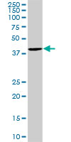 Anti-C10orf46 antibody (ab88717) at 1/500 dilution + human liver tissue lysate at 50 µg