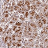 ab122446, at 1/200 dilution, staining C10orf84 in paraffin-embedded Human pancreas tissue by Immunohistochemistry.