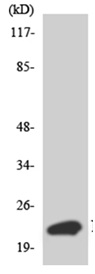 Anti-C11orf17 antibody (ab135996) at 1/500 dilution + HepG2 cell lysate at 30 µg