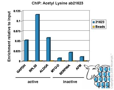 Chromatin was prepared from Hela cells according to the Abcam X-ChIP protocol. Cells were fixed with formaldehyde for 10min. The  ChIP was performed with 25µg of chromatin, 2µg of  ab21623 (blue), and 20µl of Protein A/G sepharose beads. No antibody was added to the beads control (yellow). The immunoprecipitated DNA was quantified by real time PCR (Taqman approach). Primers and probes are located in the first kb of the transcribed region.    