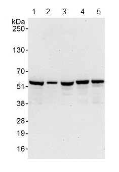 All lanes : Anti-C14orf133 antibody (ab125084) at 0.1 µg/mlLane 1 : HeLa whole cell lysate at 50 µgLane 2 : HeLa whole cell lysate at 15 µgLane 3 : 293T whole cell lysate at 50 µgLane 4 : Jurkat whole cell lysate at 50 µgLane 5 : NIH3T3 whole cell lysate at 50 µgdeveloped using the ECL technique