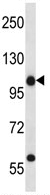 Anti-C14orf135 antibody (ab116143) at 1/100 dilution + 293 cell line lysate at 35 µg