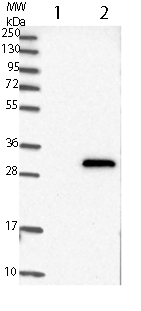 All lanes : Anti-C14orf151 antibody (ab121114) at 1/250 dilutionLane 1 : vector only transfected HEK293T lysateLane 2 : C14orf151 transfected HEK293T lysate (Co-expressed with a C-terminal myc-DDK tag, ~3.1 kDa)developed using the ECL technique