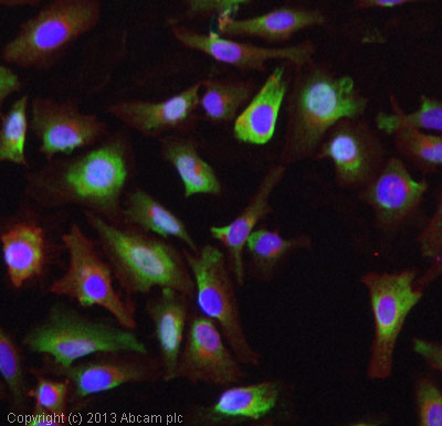 ICC/IF image of ab49342 stained HeLa cells. The cells were 4% formaldehyde fixed (10 min) and then incubated in 1%BSA / 10% normal goat serum / 0.3M glycine in 0.1% PBS-Tween for 1h to permeabilise the cells and block non-specific protein-protein interactions. The cells were then incubated with the antibody (ab49342, 1µg/ml) overnight at +4°C. The secondary antibody (green) was ab96899, DyLight® 488 goat anti-rabbit IgX (H+L) used at a 1/250 dilution for 1h. Alexa Fluor® 594 WGA was used to label plasma membranes (red) at a 1/200 dilution for 1h. DAPI was used to stain the cell nuclei (blue) at a concentration of 1.43µM