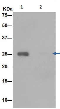 Immunoprecipitation analysis of 293T cell lysate labeling C14orf166 using ab188326 at 1/50 dilution (Lane 1). An anti-rabbit IgG (HRP), specific to the non-reduced form of IgG at 1/1500 was used as secondary antibody. Lane 2: PBS instead of 293T cell lysate.