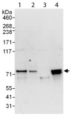 All lanes : Anti-C14orf169 / NO66 antibody (ab113975) at 0.1 µg/mlLane 1 : HeLa whole cell lysate at 50 µgLane 2 : HeLa whole cell lysate at 15 µgLane 3 : 293T whole cell lysate at 50 µgLane 4 : Jurkat whole cell lysate at 50 µgdeveloped using the ECL technique