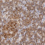 ab121166 at 1/150 dilution staining C14orf45 in Paraffin-emebedded Human Pancreas tissue by Immunohistochemistry. Note: distinct cytoplasmic positivity in exocrine pancreas and islet cells.