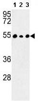 All lanes : Anti-C14orf50 antibody - N-terminal (ab135743) at 1/100 dilutionLane 1 :  293 cell line lysates Lane 2 : HeLa cell line lysates Lane 3 : WiDr cell line lysates Lysates/proteins at 35 µg per lane.