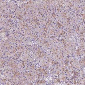 Immunohistochemical analysis of Paraffin-embedded Human pancreas tissue labeling C14orf79 with ab150883 at 1/500 dilution.