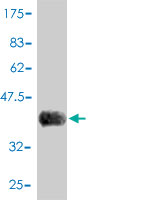 Western blot against tagged recombinant protein immunogen using ab57319 C15orf15 antibody at 1ug/ml.