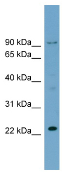 Anti-C15orf15 antibody (ab98996) at 0.0625 µg/ml + 293T cell lysate at 10 µg