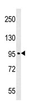 Anti-C15orf39 antibody (ab107498) at 1/100 dilution + A549 cell line lysates at 35 µg