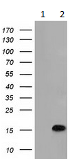All lanes : Anti-C15orf40 antibody [1D9] (ab117938) at 1/500 dilutionLane 1 : HEK293T cell lysate transfected with pCMV6-ENTRY control cDNA Lane 2 : HEK293T cell lysate transfected with pCMV6-ENTRY C15orf40 cDNALysates/proteins at 5 µg per lane.
