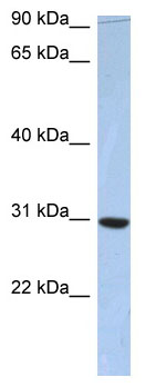 Anti-C16orf65 antibody (ab90161) at 1 µg/ml + Fetal small intestine lysate (Human) at 10 µgSecondaryHRP conjugated anti-Rabbit IgG at 1/50000 dilution