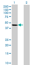 All lanes : Anti-C16orf70 antibody (ab69155) at 1/500 dilutionLane 1 : C16orf70 transfected 293T cell lysateLane 2 : Non-transfected 293T cell lysateLysates/proteins at 25 µg per lane.SecondaryGoat Anti-Mouse IgG (H&L)-HRP Conjugate at 1/2500 dilution