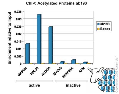 Chromatin was prepared from Hela cells according to the Abcam X-ChIP protocol. Cells were fixed with formaldehyde for 10min. The ChIP was performed with 25µg of chromatin, 5µl of  ab193 (blue), and 20µl of Protein A/G sepharose beads. No antibody was added to the beads control (yellow). The immunoprecipitated DNA was quantified by real time PCR (Taqman approach). Primers and probes are located in the first kb of the transcribed region.     