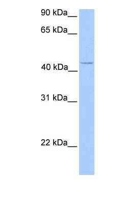 Anti-C17orf97 antibody (ab81686) at 1 µg/ml (in 5% skim milk / PBS buffer ) + Jerkat cell lysate at 10 µgSecondaryHRP conjugated anti-Rabbit IgG should be diluted in 1/50,000 - 1/100,000 as secondary antibody.