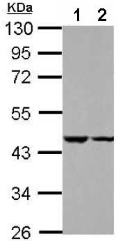 All lanes : Anti-C18orf25 antibody (ab151616) at 1/1000 dilutionLane 1 : HeLa whole cell lysateLane 2 : HepG2 whole cell lysateLysates/proteins at 30 µg per lane.