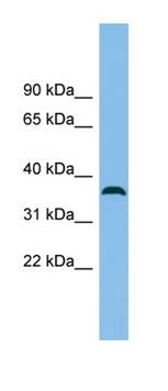 Anti-C18orf25 antibody (ab101971) at 1 µg/ml + U937 cell lysate at 10 µg