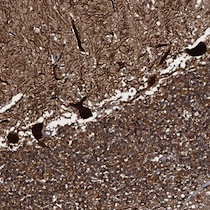 ab122677, at 1/20 dilution, staining C18orf32 in paraffin-embedded Human cerebellum tissue by Immunohistochemistry.