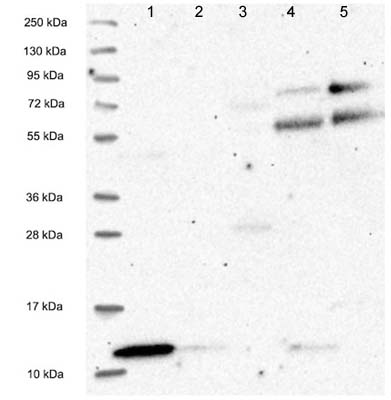All lanes : Anti-C18orf32 antibody (ab122677) at 1/250 dilutionLane 1 : RT4 lysateLane 2 : U 251 MG lysateLane 3 : Human Plasma lysateLane 4 : Human liver lysateLane 5 : Human tonsil lysate