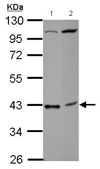 All lanes : Anti-C18orf54 antibody (ab127716) at 1/1000 dilutionLane 1 : NT2D1 whole cell lysateLane 2 : SK N SH whole cell lysateLysates/proteins at 30 µg per lane.developed using the ECL technique