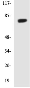 Anti-C18orf8 antibody (ab137276) at 1/500 dilution + HeLa cell lysate at 30 µg
