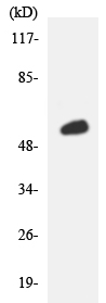 Anti-C19orf2 antibody (ab138069) at 1/500 dilution + K562 cell lysate at 30 µg