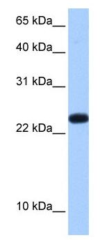 Anti-C19orf24 antibody (ab105693) at 0.5 µg/ml + Human placenta tissue lysate at 10 µg