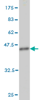 Western blot against tagged recombinant protein immunogen using ab57709 C19orf50 antibody at 1ug/ml.