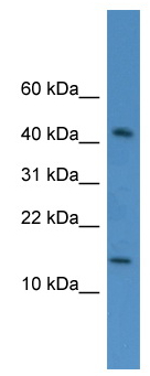 Anti-C19orf73 antibody (ab112080) at 1/1 dilution + HepG2 cell lysate at 10 µg
