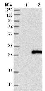 All lanes : Anti-C1orf105 antibody (ab121993) at 1/250 dilutionLane 1 : Negative control (vector-only transfected HEK293T lysate) Lane 2 : C1orf105-transfected HEK293T overexpression lysate (Co-expressed with a C-terminal myc-DDK tag (~3.1 kDa))developed using the ECL technique