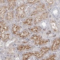 ab121993, at 1/400, staining C1orf105 in paraffin-embedded Human kidney by Immunohistochemistry.