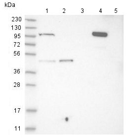 All lanes : Anti-C1orf112 antibody (ab121774) at 1/250 dilutionLane 1 : RT 4 cell lysateLane 2 : U 251 MG cell lysateLane 3 : Human plasma lysateLane 4 : Human liver tissue lysateLane 5 : Human tonsil tissue lysatedeveloped using the ECL technique